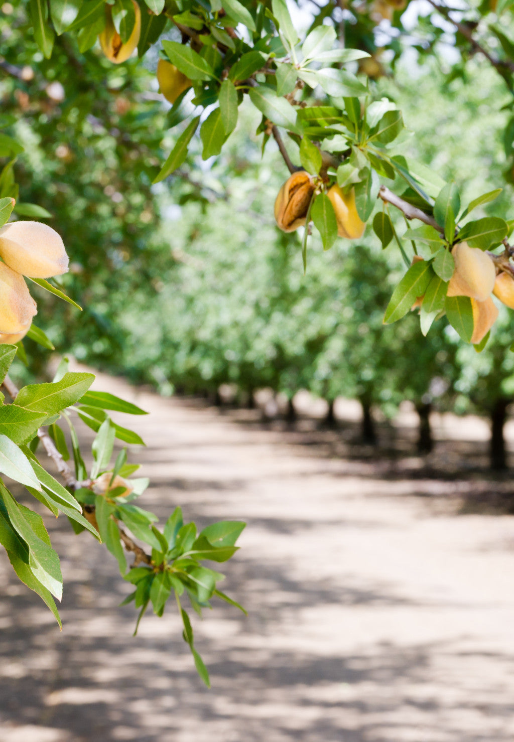 A grove of nut trees