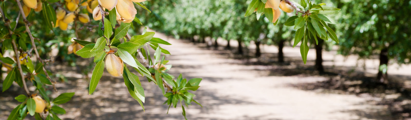 A grove of nut trees