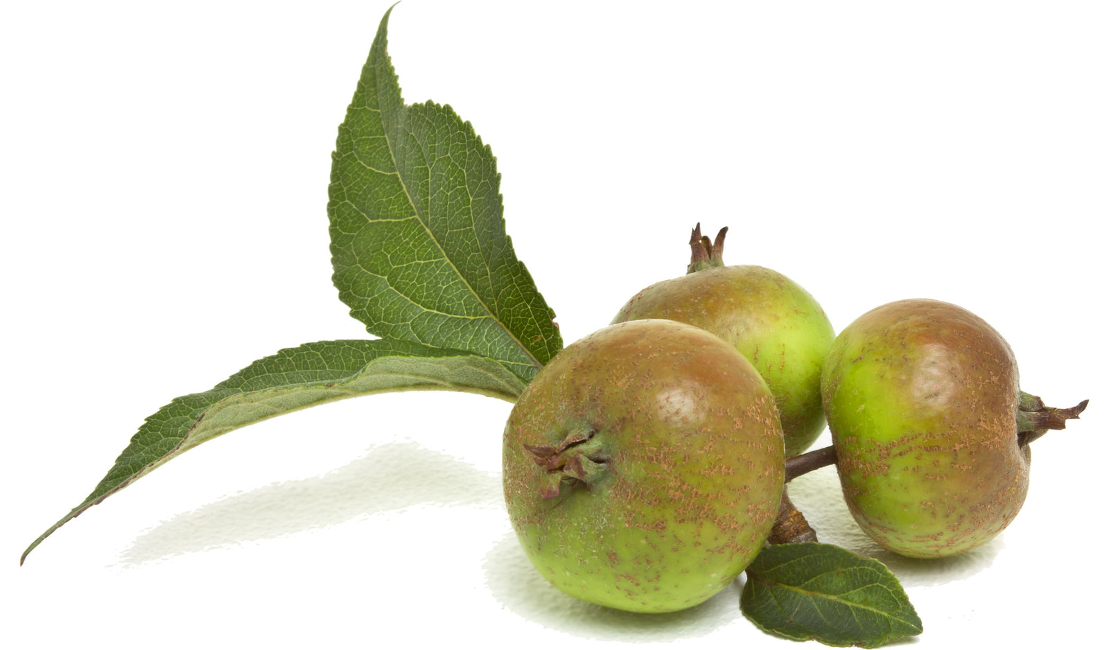 Three crab apples still attached with leafs