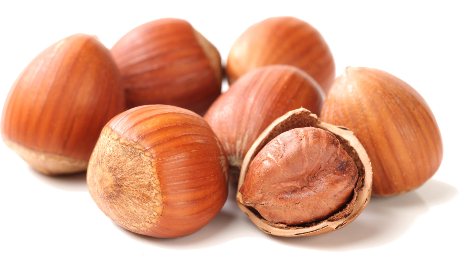 A handful of hazelnuts on a white background.  One of the shells in broken open