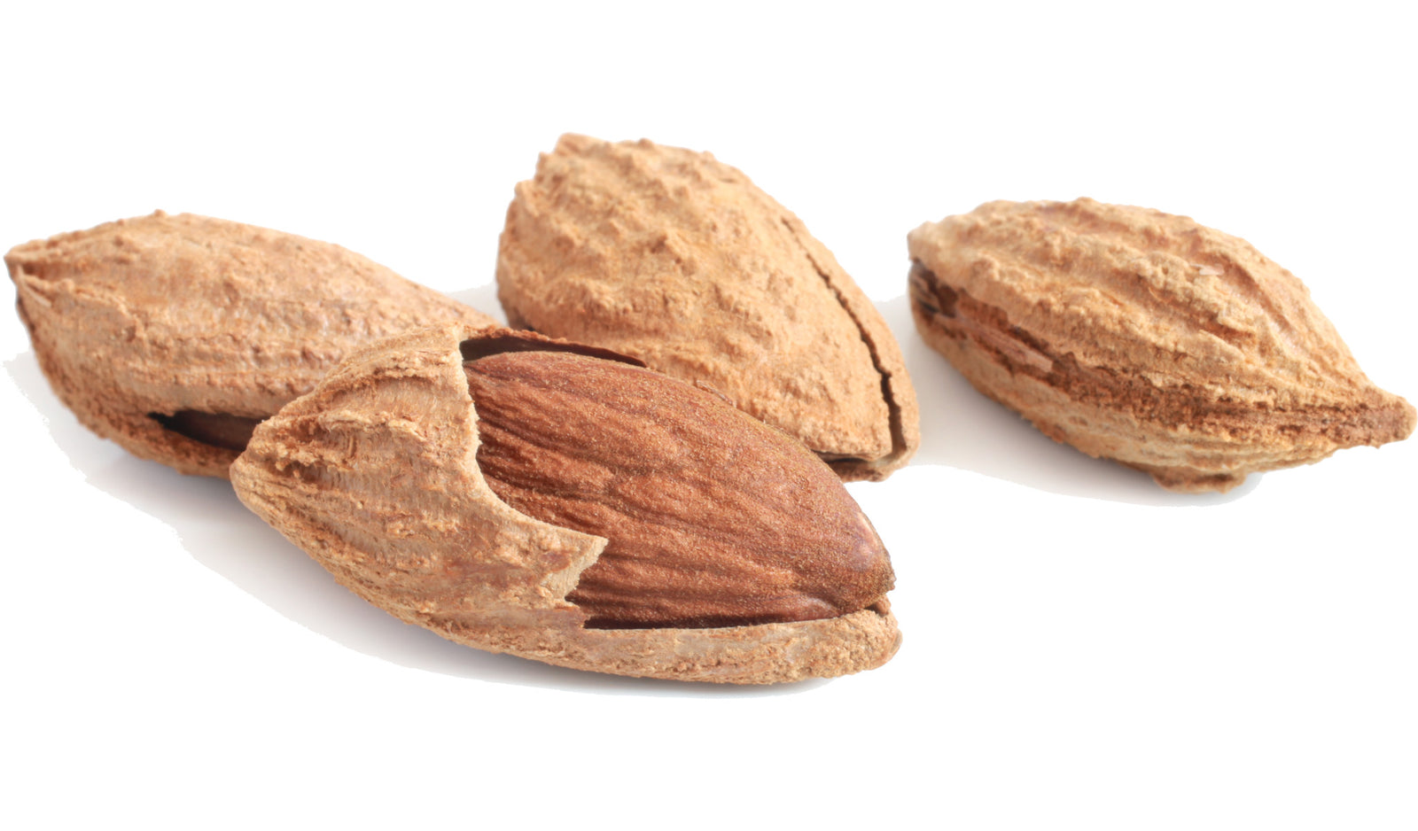 A few almonds.  Some with shells broken open.