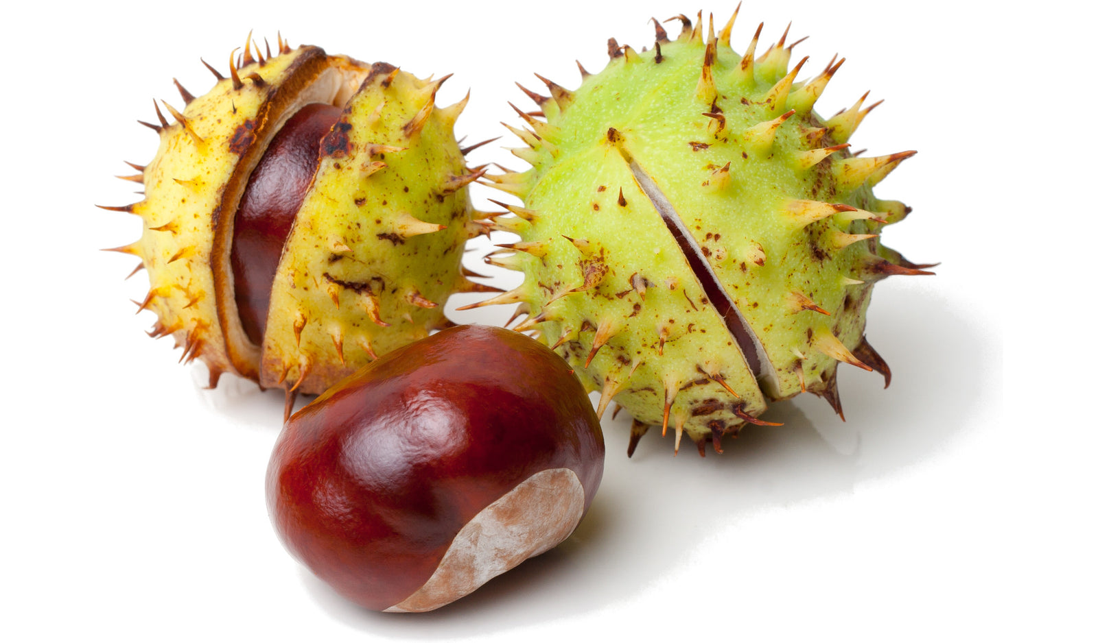 A few fresh chestnuts.  Some in shell, some not.