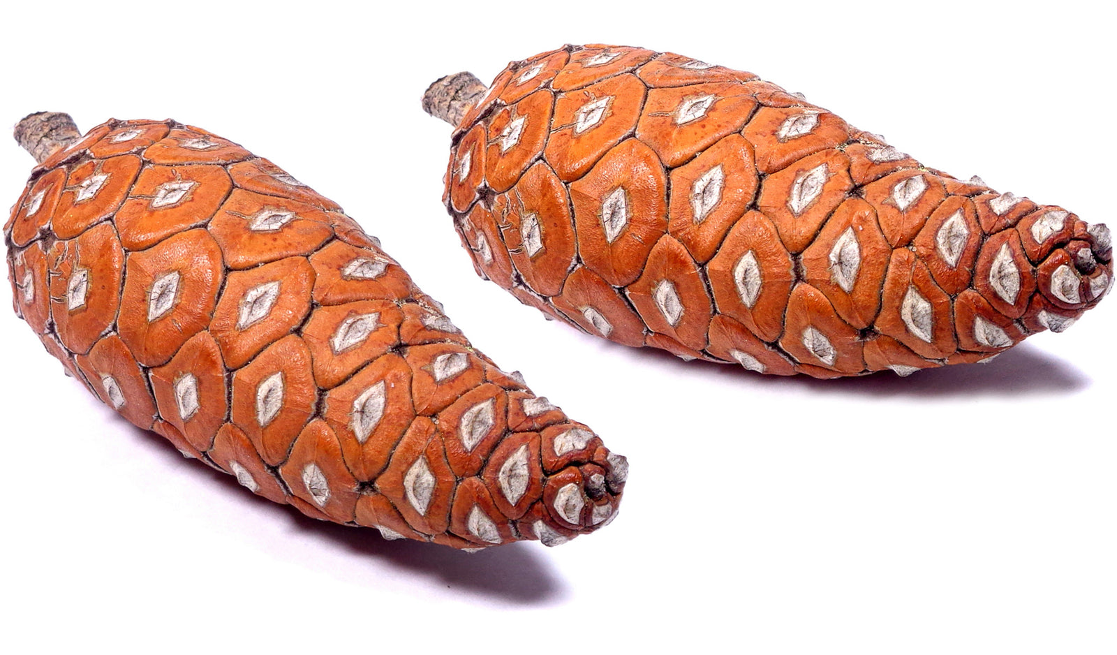 Two closed pines cones on a white background