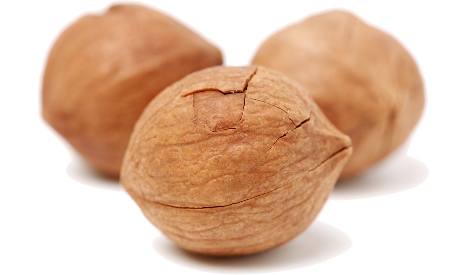 Three hickory nuts on a white background