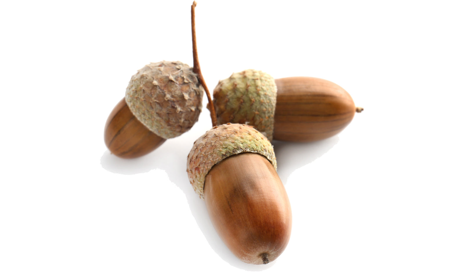 Three large acorns on a twig
