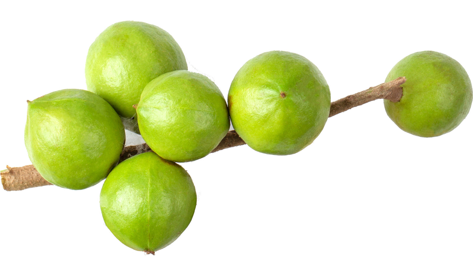 Several macadamia nuts on a branch