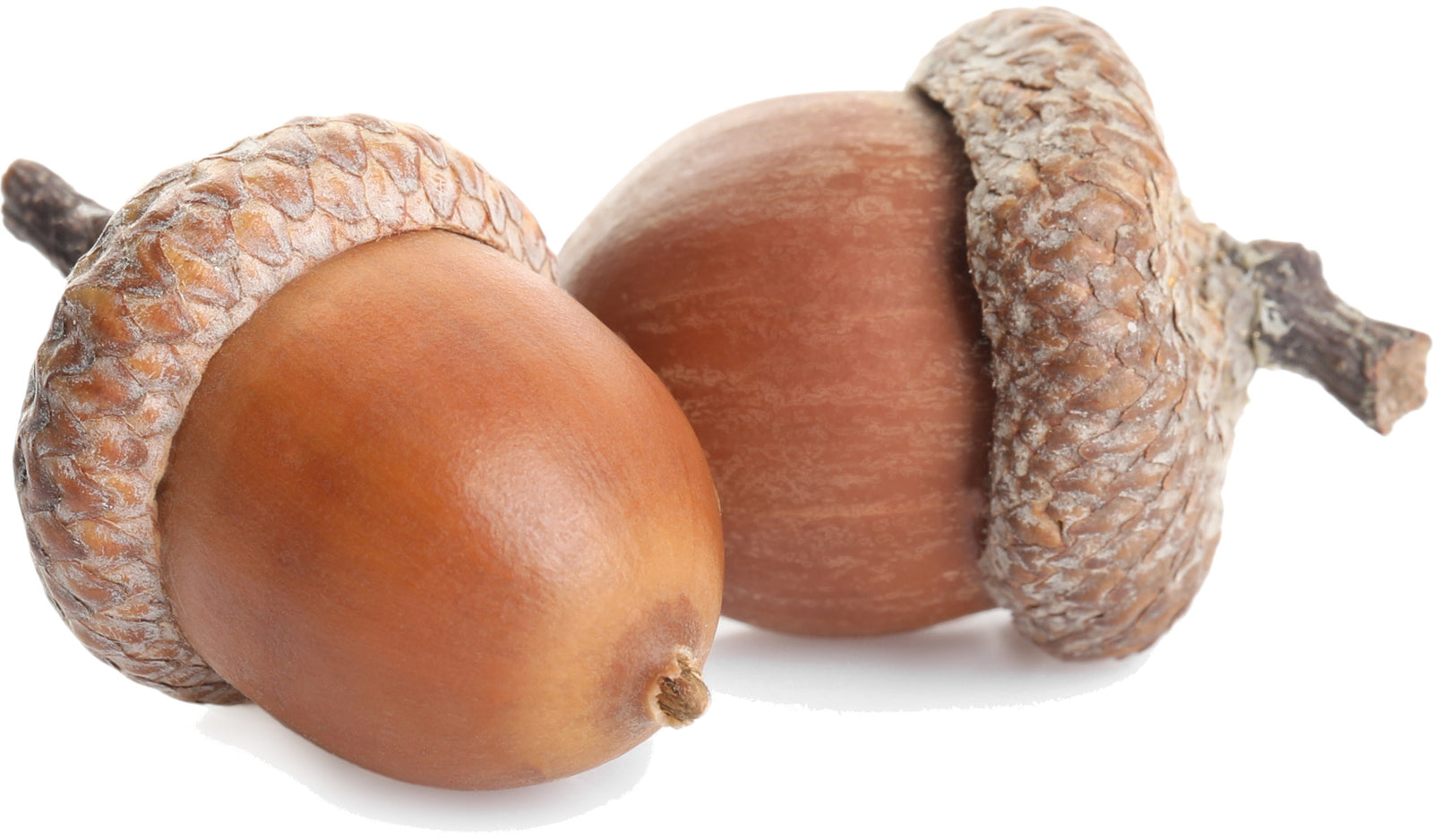 Two acorns on a white background