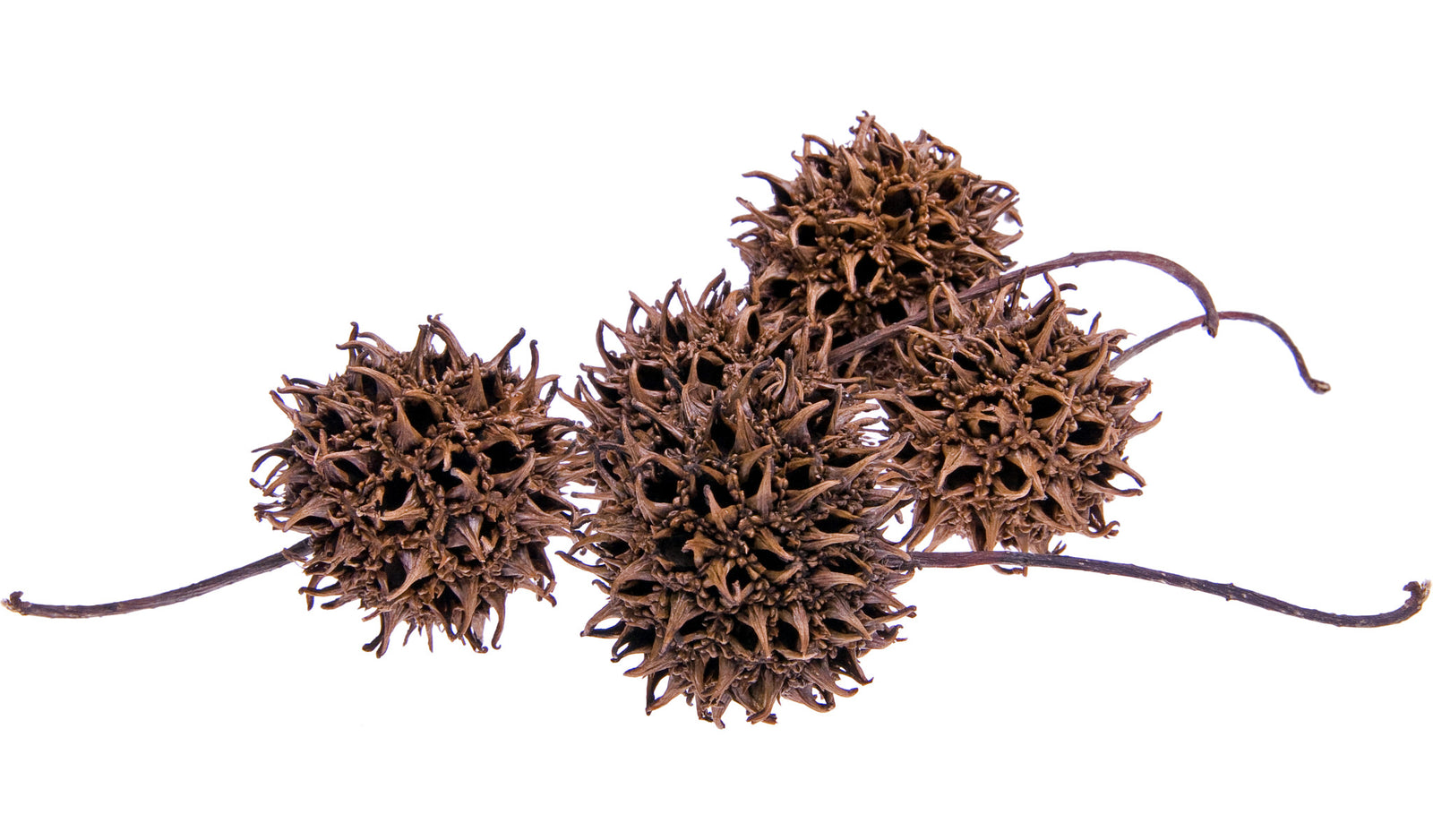 A few sweet gum balls on a white background