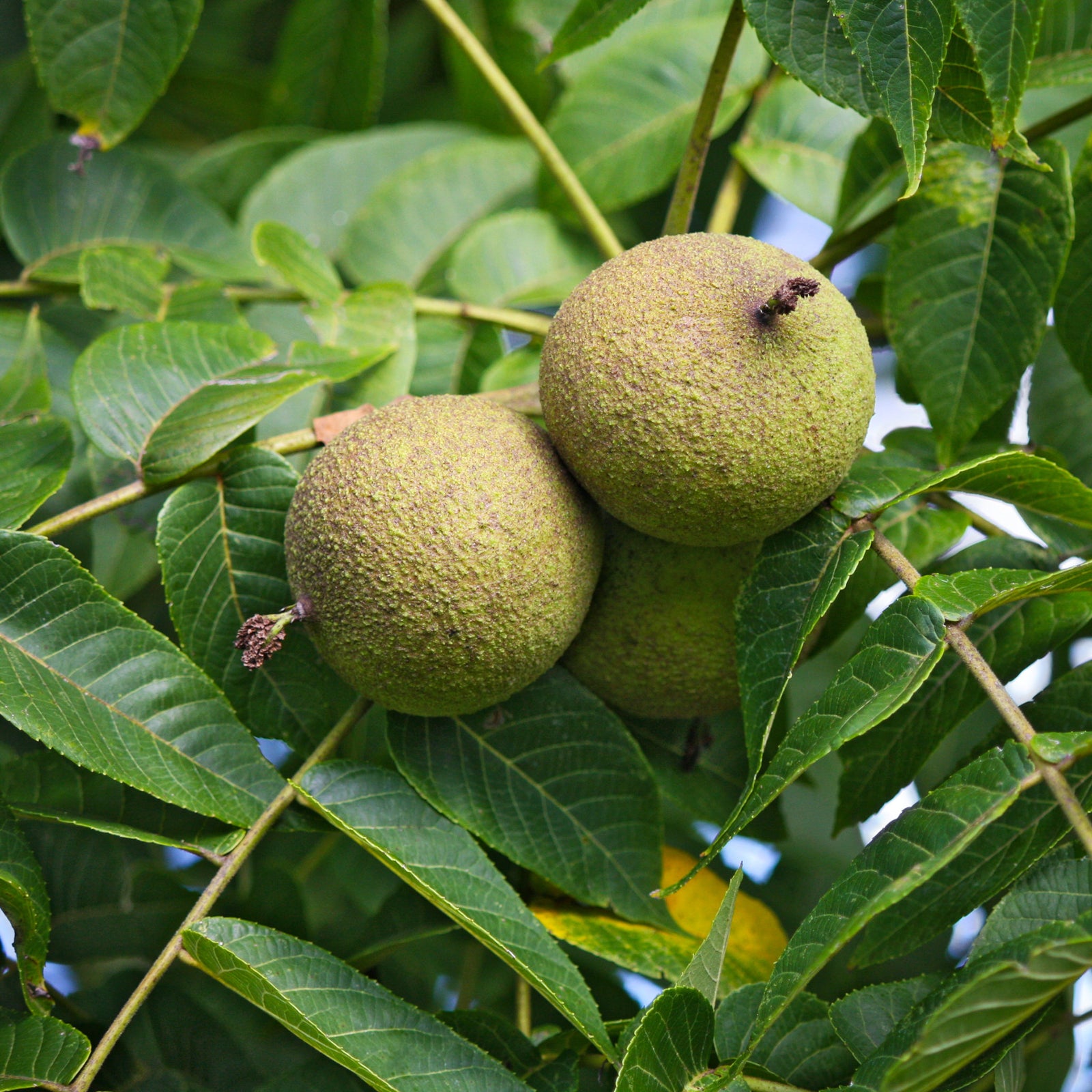black-walnut-seeds No