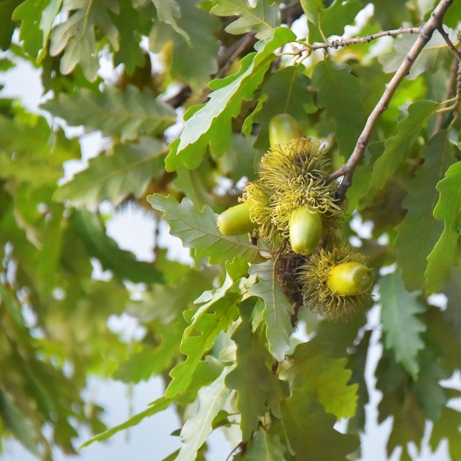 Bur Oak Seeds