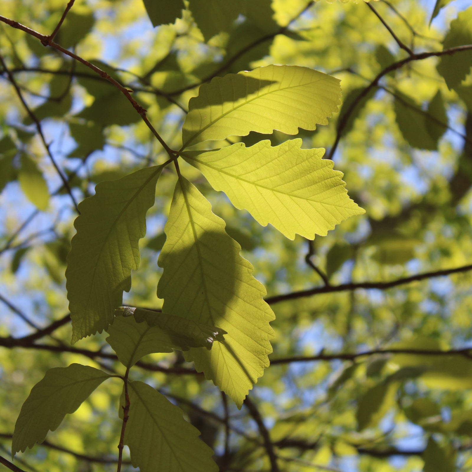 Chestnut Oak Seeds