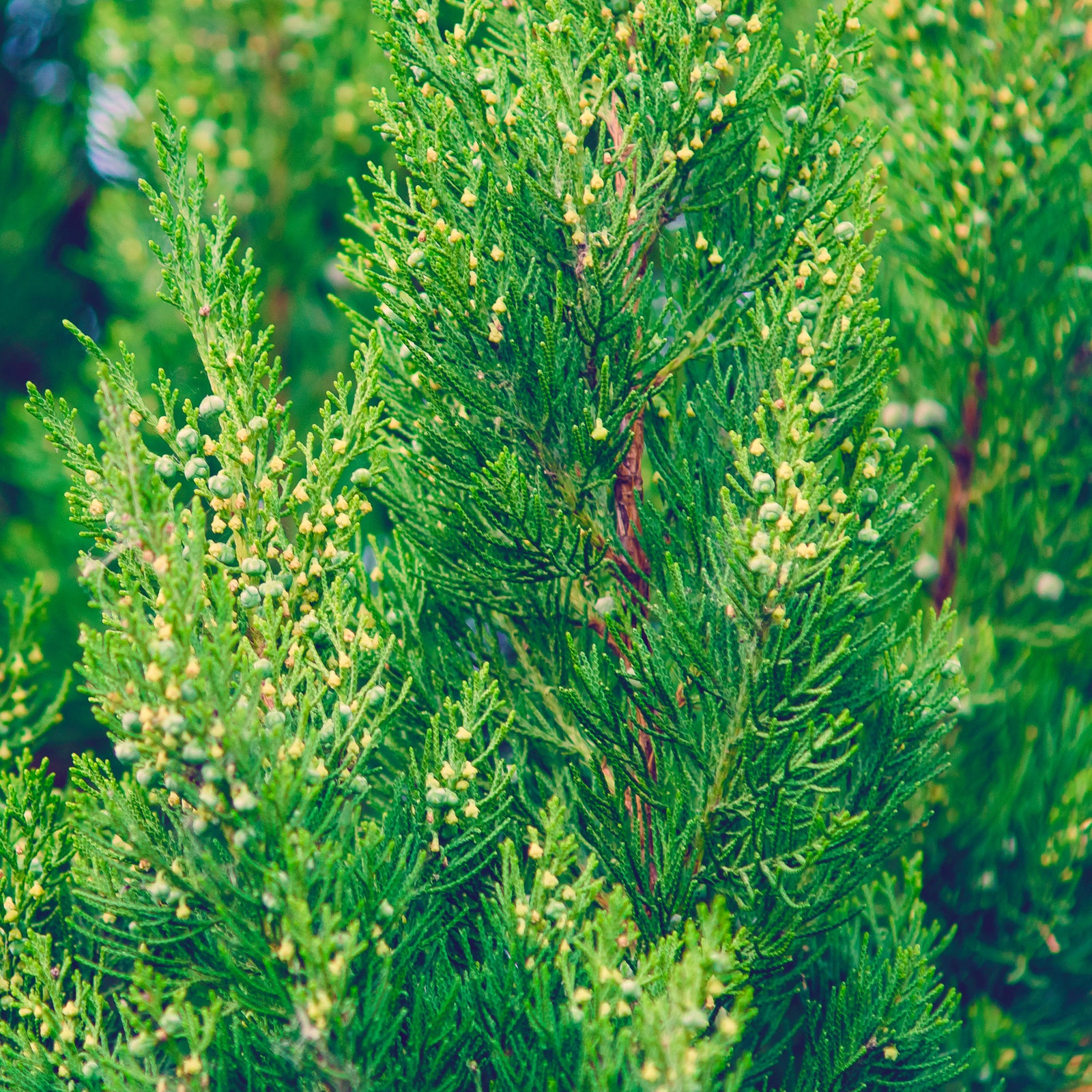 Eastern Red Cedar Seeds