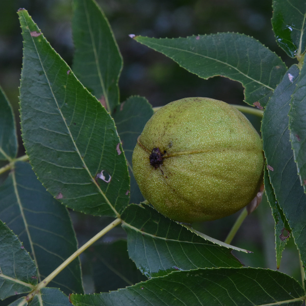 Mockernut Hickory Seeds