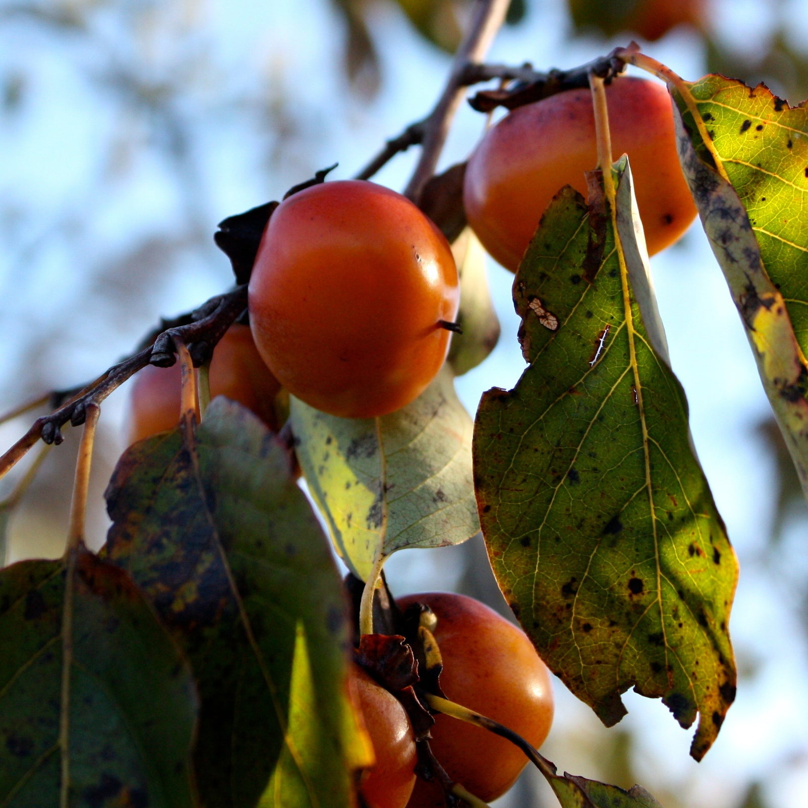 Persimmon Seeds