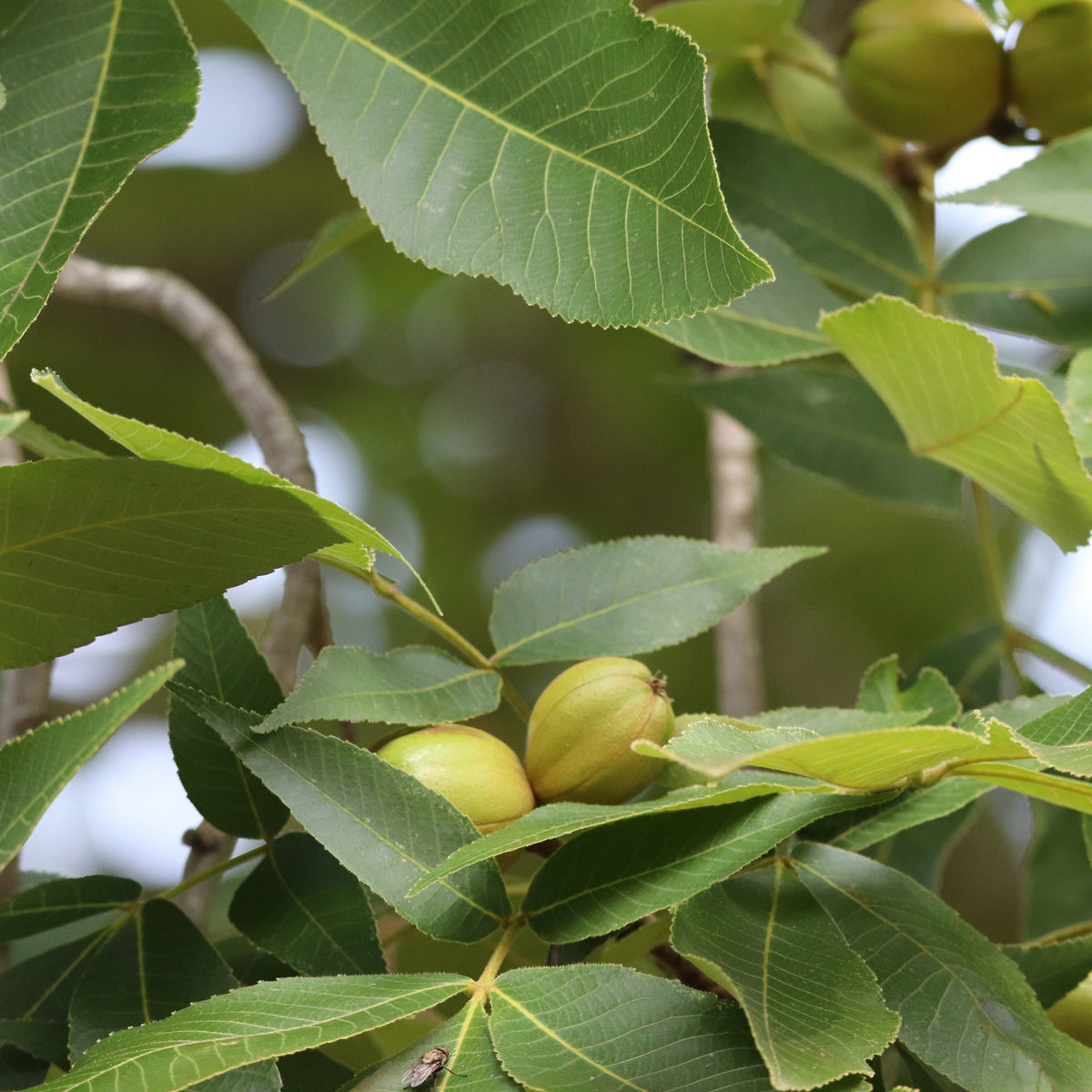 Pignut Hickory Seeds