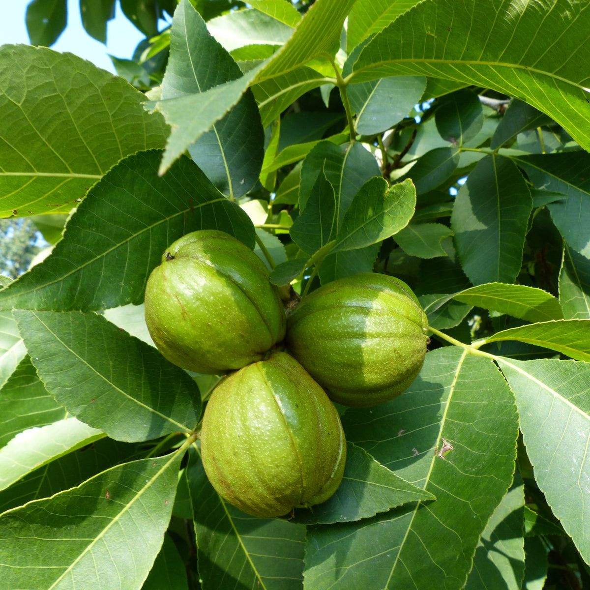 Shellbaark Tree Shagbark Hickory Price at Nathan Oneill blog