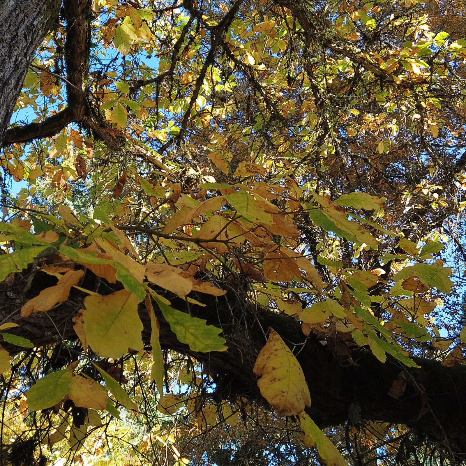 Swamp White Oak Seeds